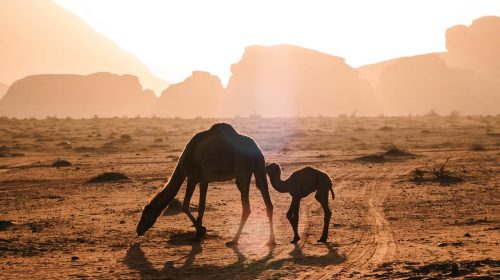 oman-desert-andrea-leopardi-8XLihaFJAf0-unsplash-slider