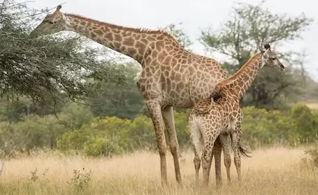 sudafrica-charl-durand-4XMMRiLL-iA-unsplash-455