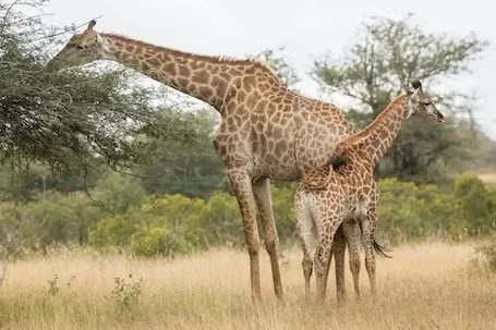 sudafrica-charl-durand-4XMMRiLL-iA-unsplash-455