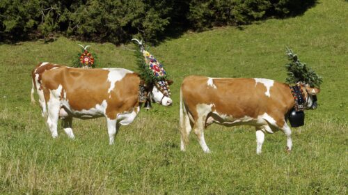transumanza-animals-2756029