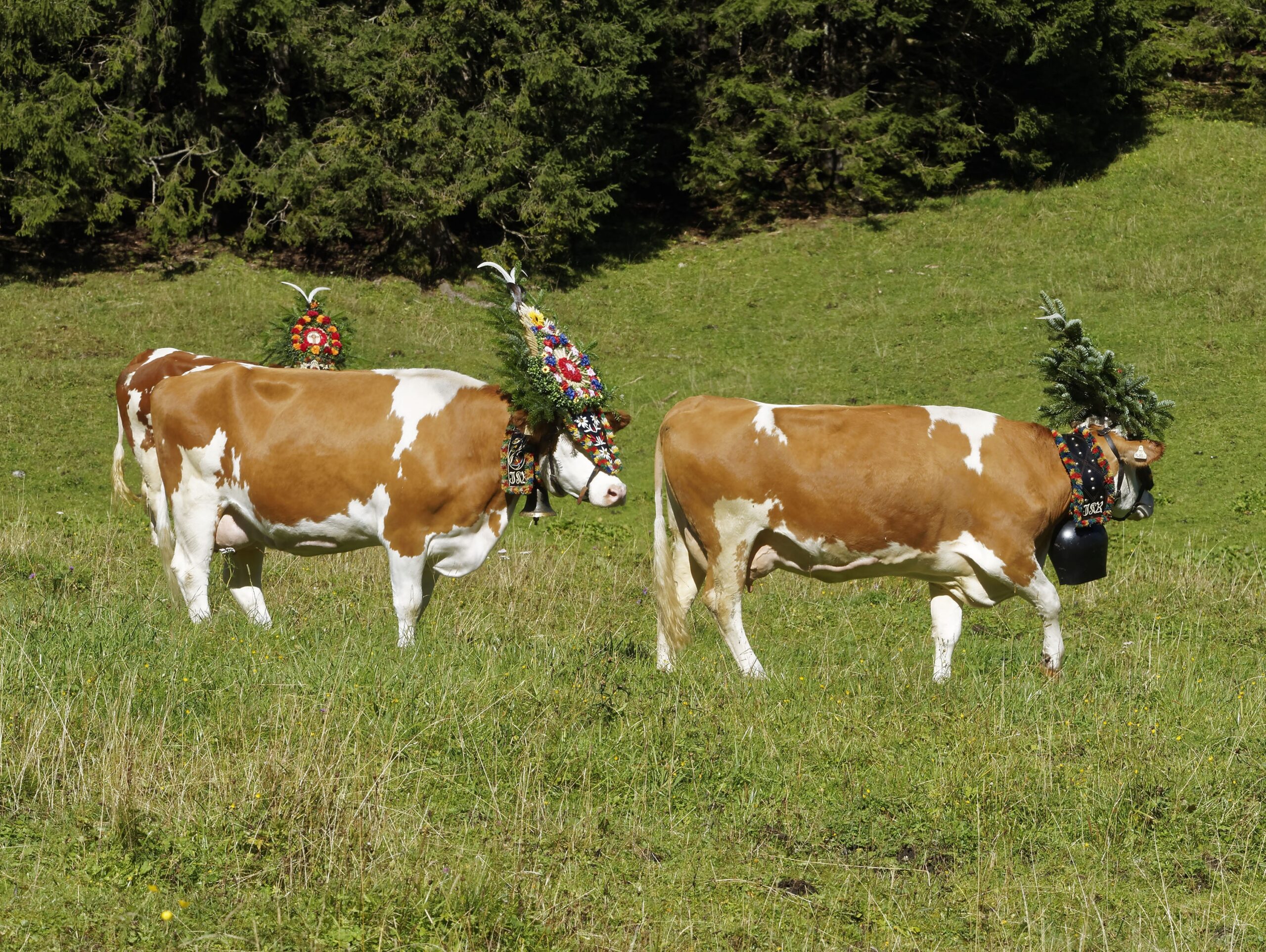 transumanza-animals-2756029